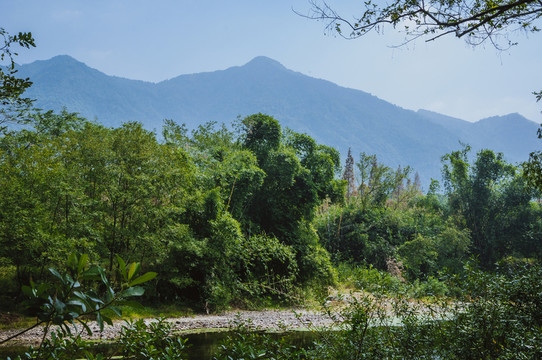 美麗山林