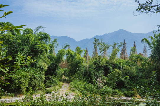 美麗山林