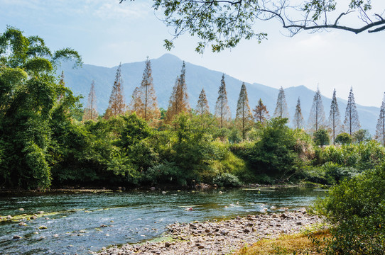 美麗山林