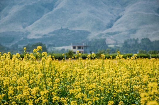 油菜花