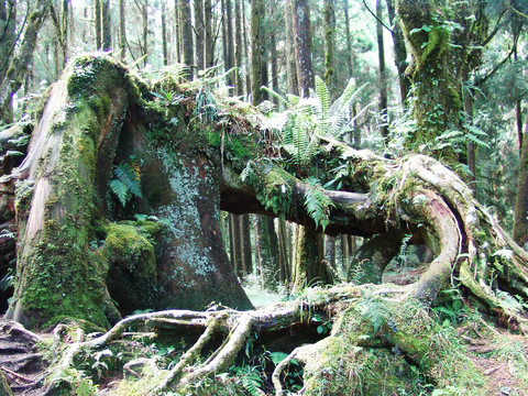 阿里山樹洞