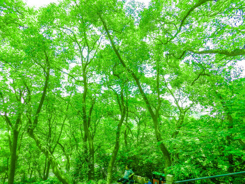 樹林 綠樹