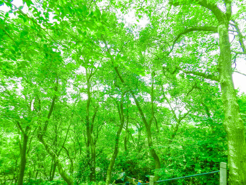 綠樹(shù)林  唯美枝葉