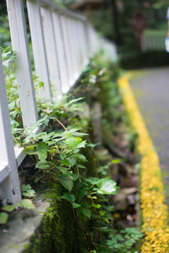 綠化 道路