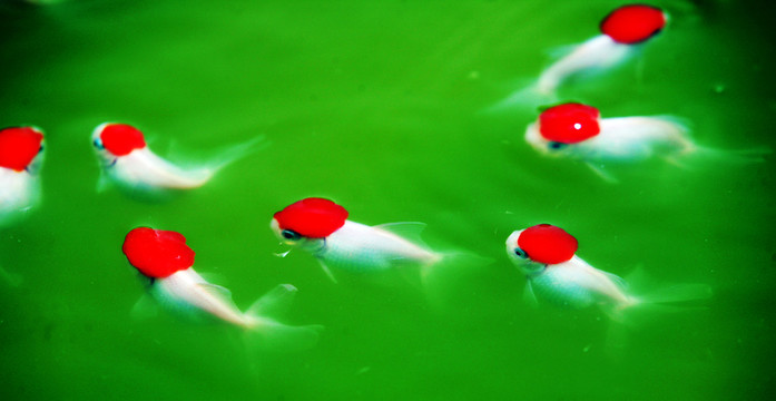 鶴頂紅 觀賞魚