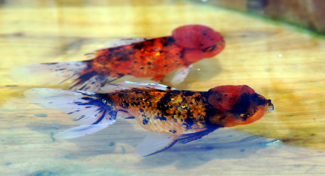 觀賞魚(yú) 獅子頭