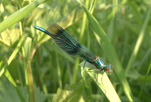 藍(lán)蓑羽鶴