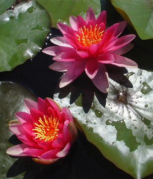 seerose3