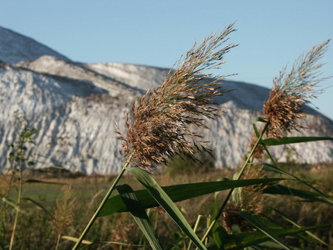 kalihalde
