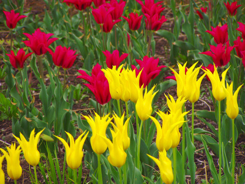 tulpenfeld