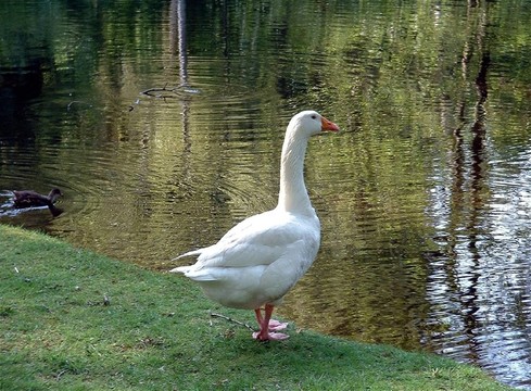 鳥