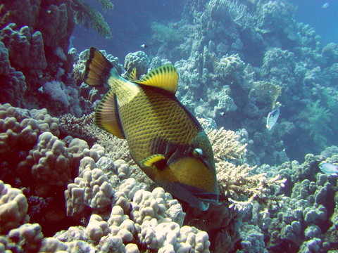 熱帶魚