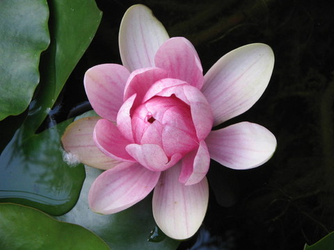 莉莉II
