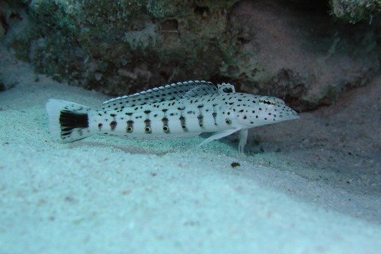 尾斑sandbarsc