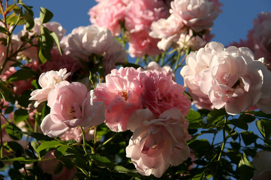 花園