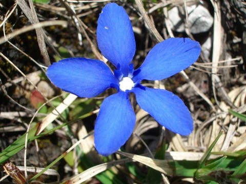 龍膽花