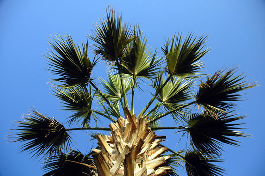 palme2