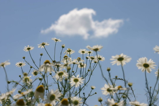 洋甘菊花