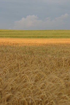 ackerlandschaft