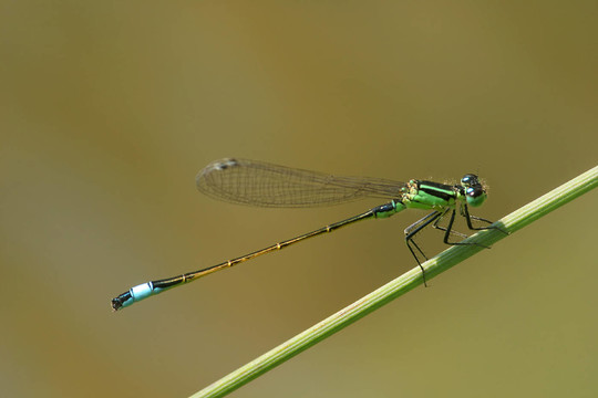 pechlibelle