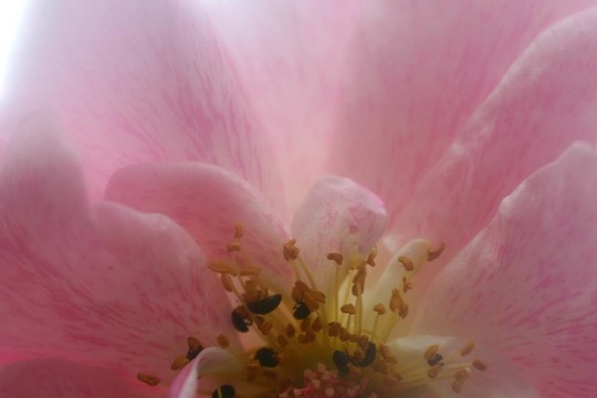 玫瑰盛開(kāi)