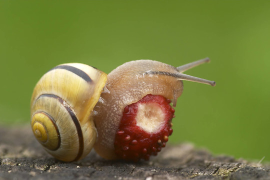 fruchtzwerg