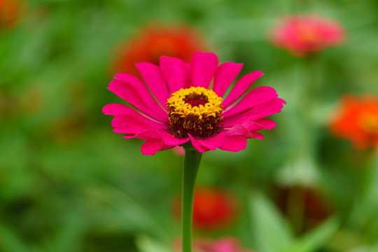 百日菊