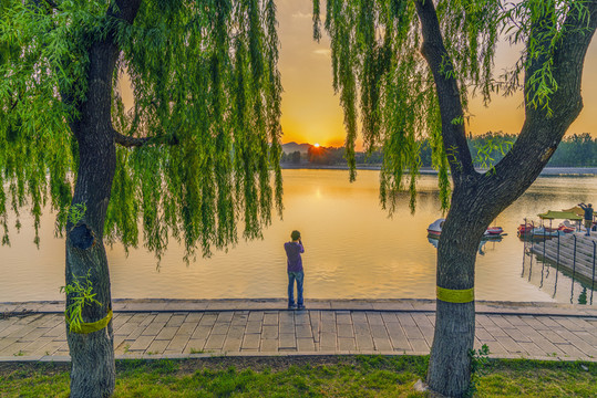 翠柳 湖景 晚霞