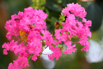 紫薇花高清