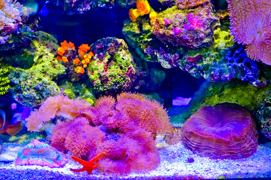珊瑚特寫 魚缸造景