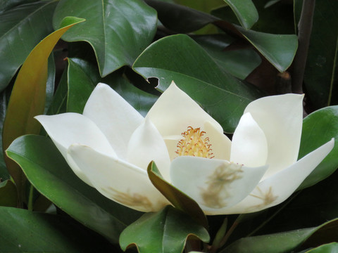 白玉蘭花