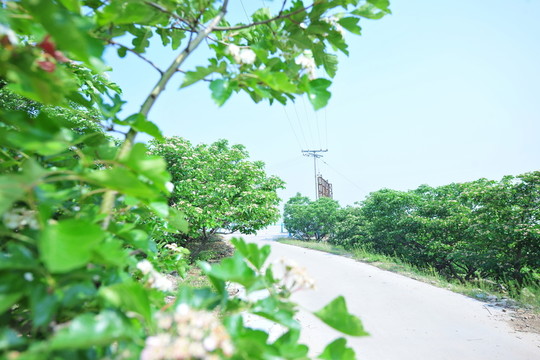 山楂樹 山楂園 白色果樹花