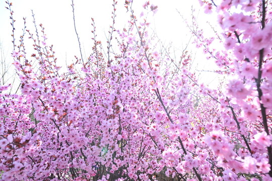 櫻花園