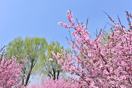 櫻花盛開(kāi)