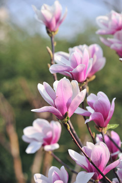 玉蘭花