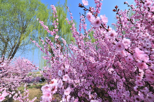 櫻花園
