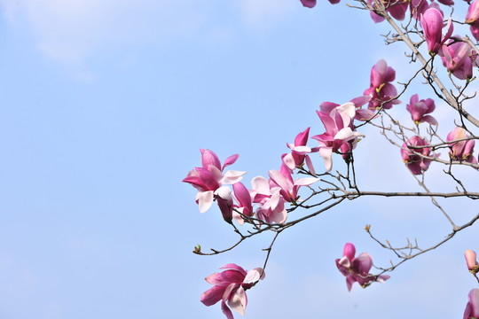 玉蘭花
