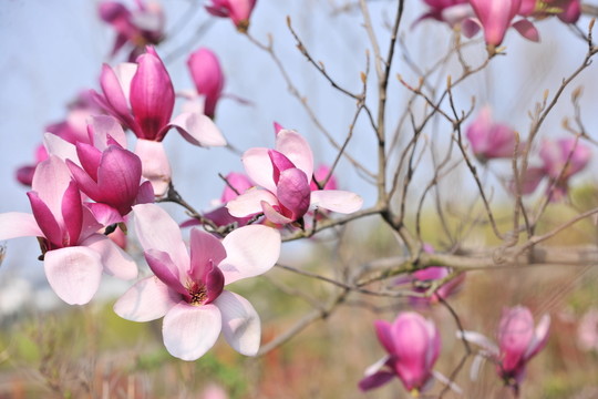 玉蘭花