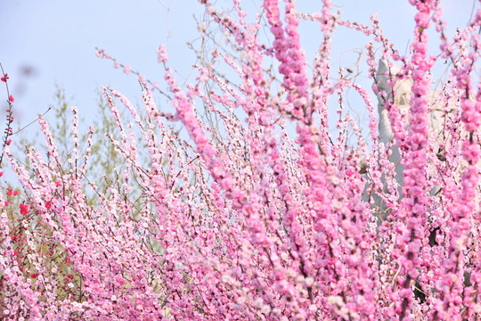 櫻花