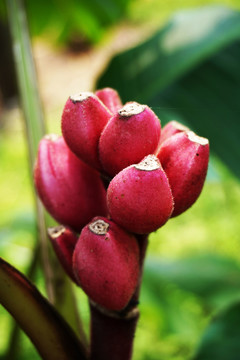 紅色果實(shí)