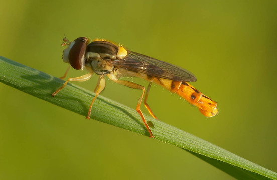 食蚜蠅