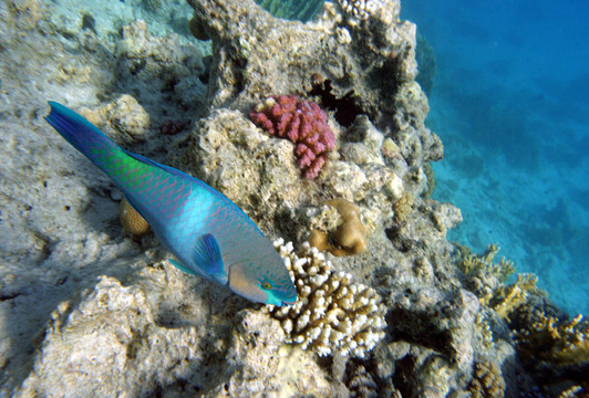 papageienfisch2