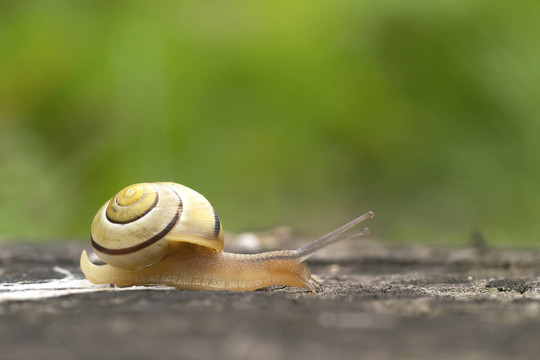 schneckchen…