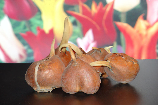 觀花球根