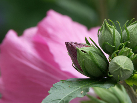 芽