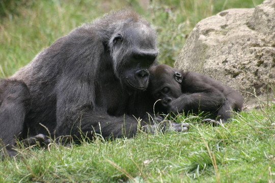 猩猩妈妈和宝宝