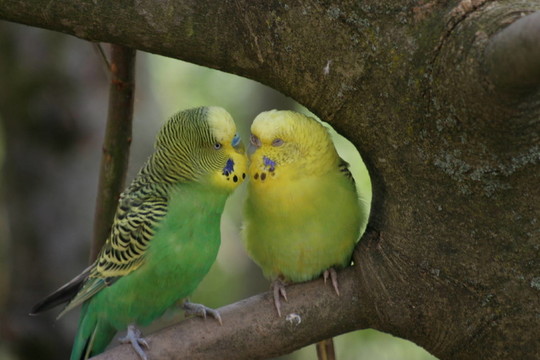 鳥
