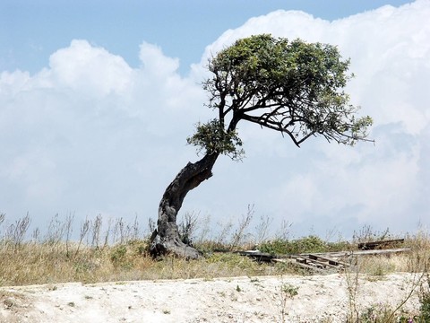 windschief