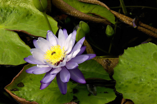 水百合