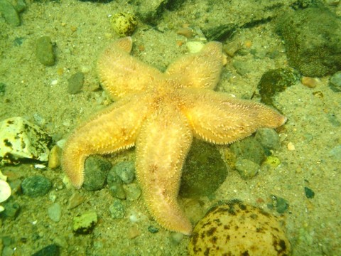 黃色海星